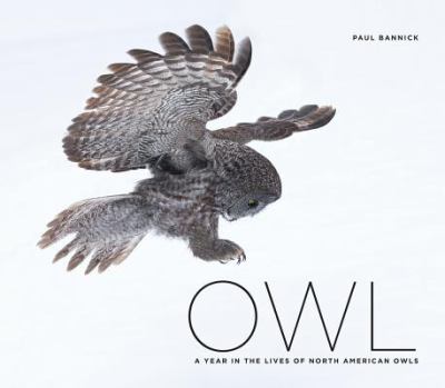 Owl : A Year in the Life of North American Owls