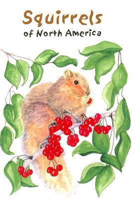Squirrels of North America