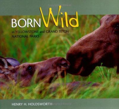 Born Wild in Yellowstone and Grand Teton
