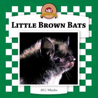 Little Brown Bats