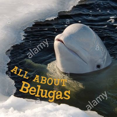 All about Belugas : English Edition