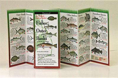 Fishes of the Outer Banks
