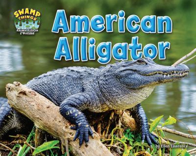 American Alligator