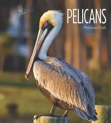 Living Wild: Pelicans