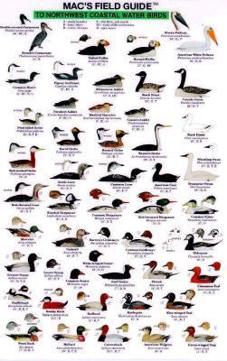 Northwest Coastal Water Birds