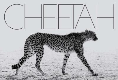 Mark Segal: Cheetah
