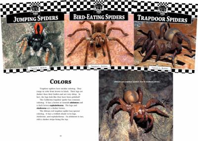 Spiders