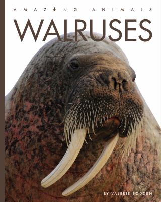 Walruses