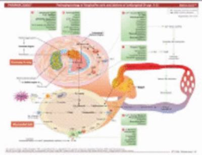 MemoCharts Pharmacology : Angina pectoris and its drug therapy (Review Chart)