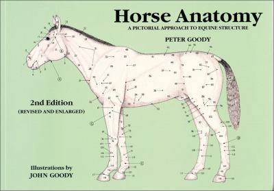 Horse Anatomy : A Pictorial Approach to Equine Structure