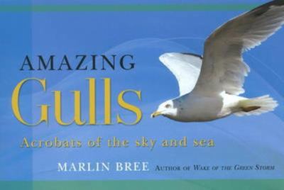Amazing Gulls : Acrobats of the Sky and Sea