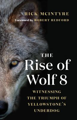 The Rise of Wolf 8 : Witnessing the Triumph of Yellowstone's Underdog