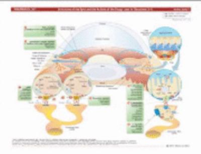 MemoCharts Pharmacology : Drug Therapy for Glaucoma (Review Chart)