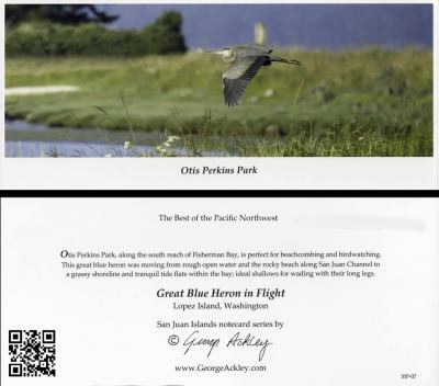 Otis Perkins Park : \great Blue Heron in Flight